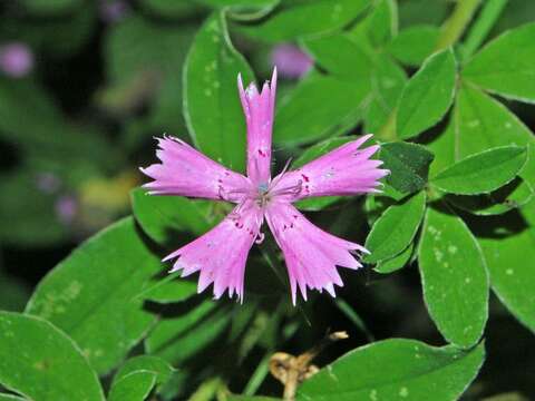 Image of Sequier's pink