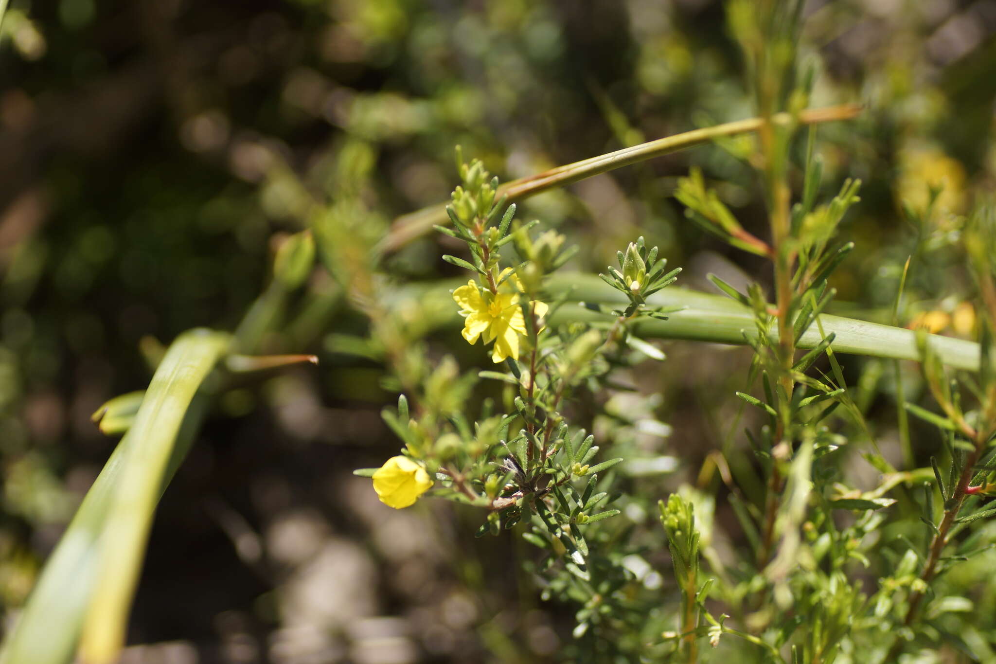 Image of Hibbertia riparia (R. Br. ex DC.) Hoogland