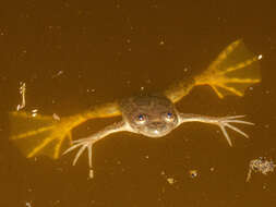 Image of Muller's clawed frog