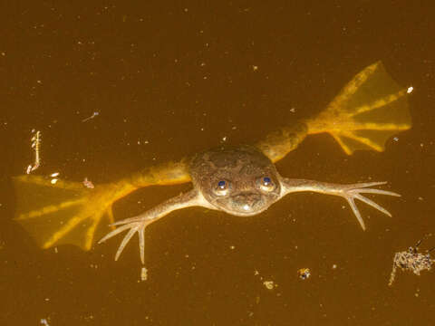 Xenopus muelleri (Peters 1844) resmi