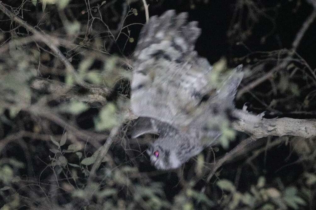 Image of Greyish Eagle-Owl