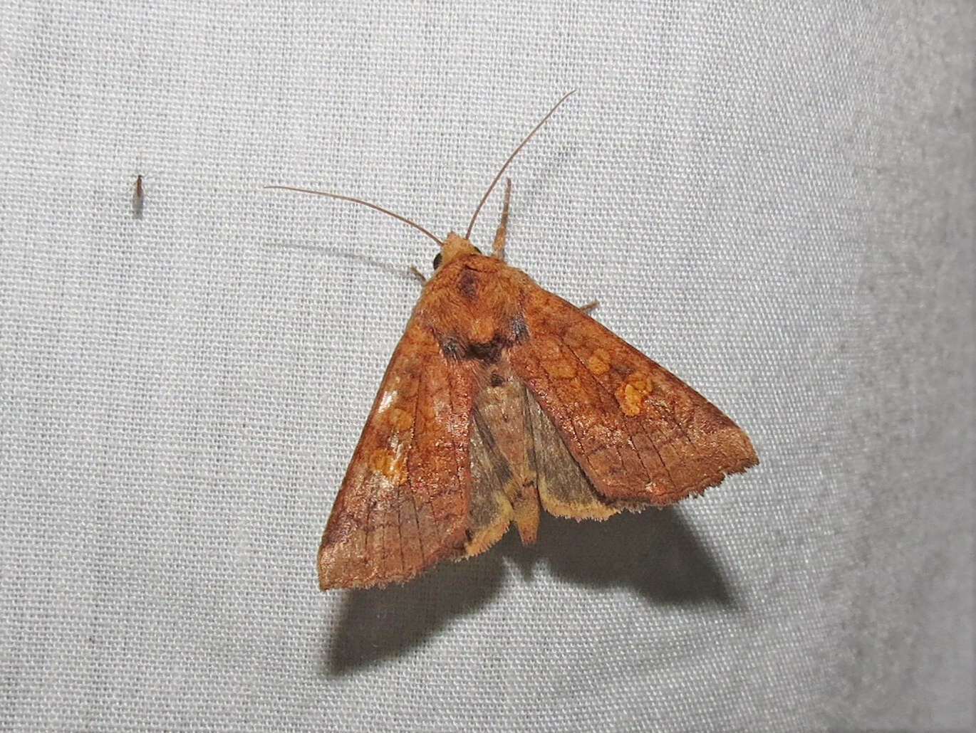 Image of American Ear Moth