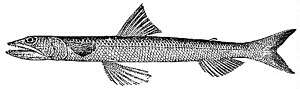 Image of Inshore Lizardfish