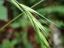 Imagem de Elymus hirsutus J. Presl