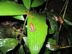 Image of Ecuador Poison Frog