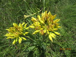 Image of Aloe ecklonis Salm-Dyck