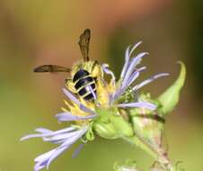 Image of Andrena robervalensis Mitchell 1960