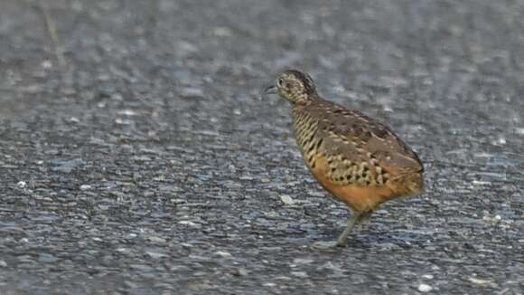 Image of Barred Buttonquail