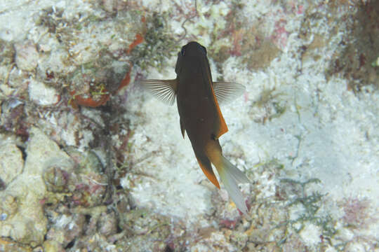 Image of Orange-tipped Bristletooth