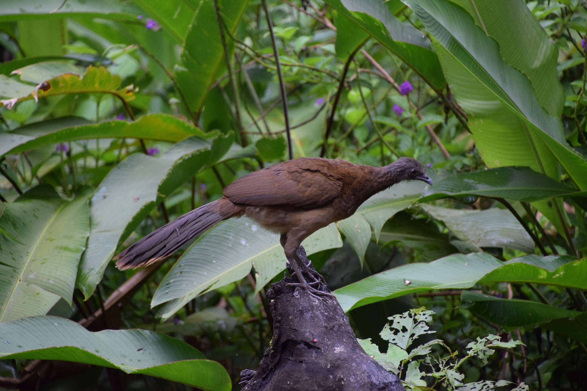 Image of Gray-headed Chachalaca