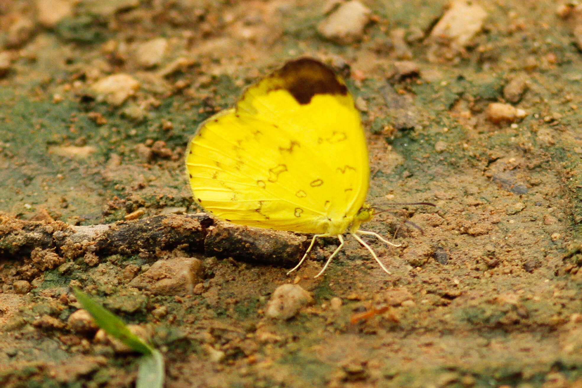 Image of Eurema simulatrix (Staudinger 1891)