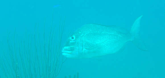 Image of Blue Bone Porgy