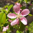 Image of Chinese Quince