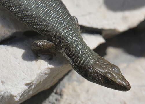 Image of Mosor rock lizard