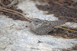 Image of Pygmy Nightjar