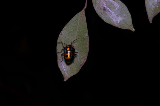 Image of <i>Chrysocoris stockerus</i>