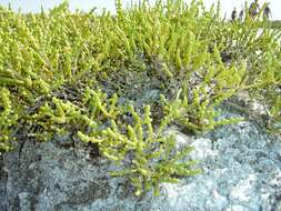 Image of glasswort