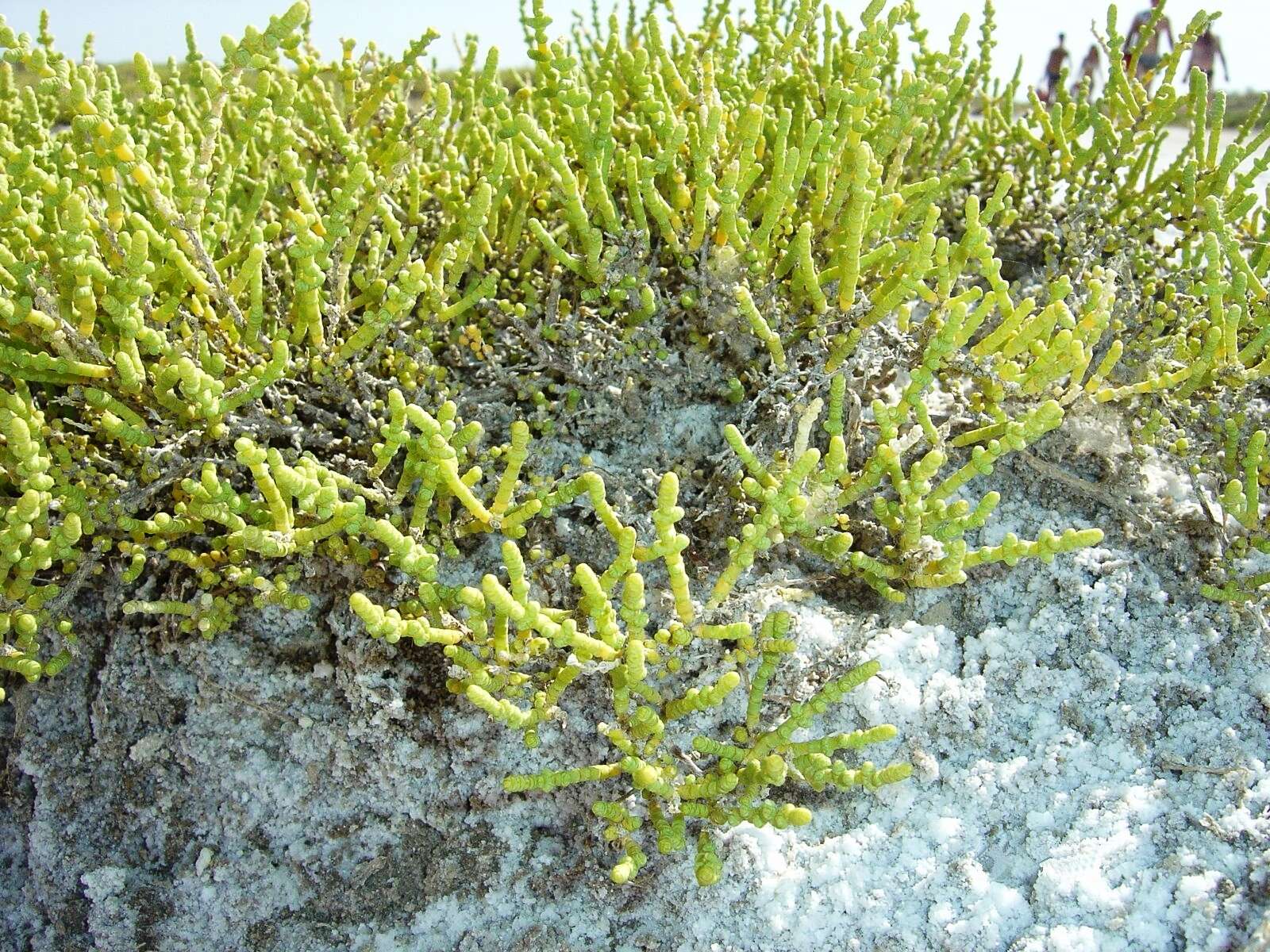 Image of glasswort