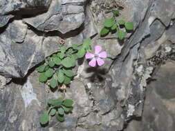 Image of Petrocoptis glaucifolia (Lag.) Pau