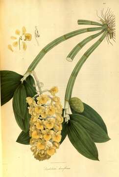 Image de Dendrobium densiflorum Lindl.