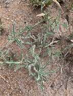 Image de Adenium obesum subsp. swazicum (Stapf) G. D. Rowley