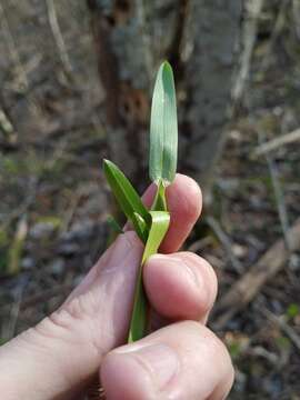 Image of polypetalous meadow-grass