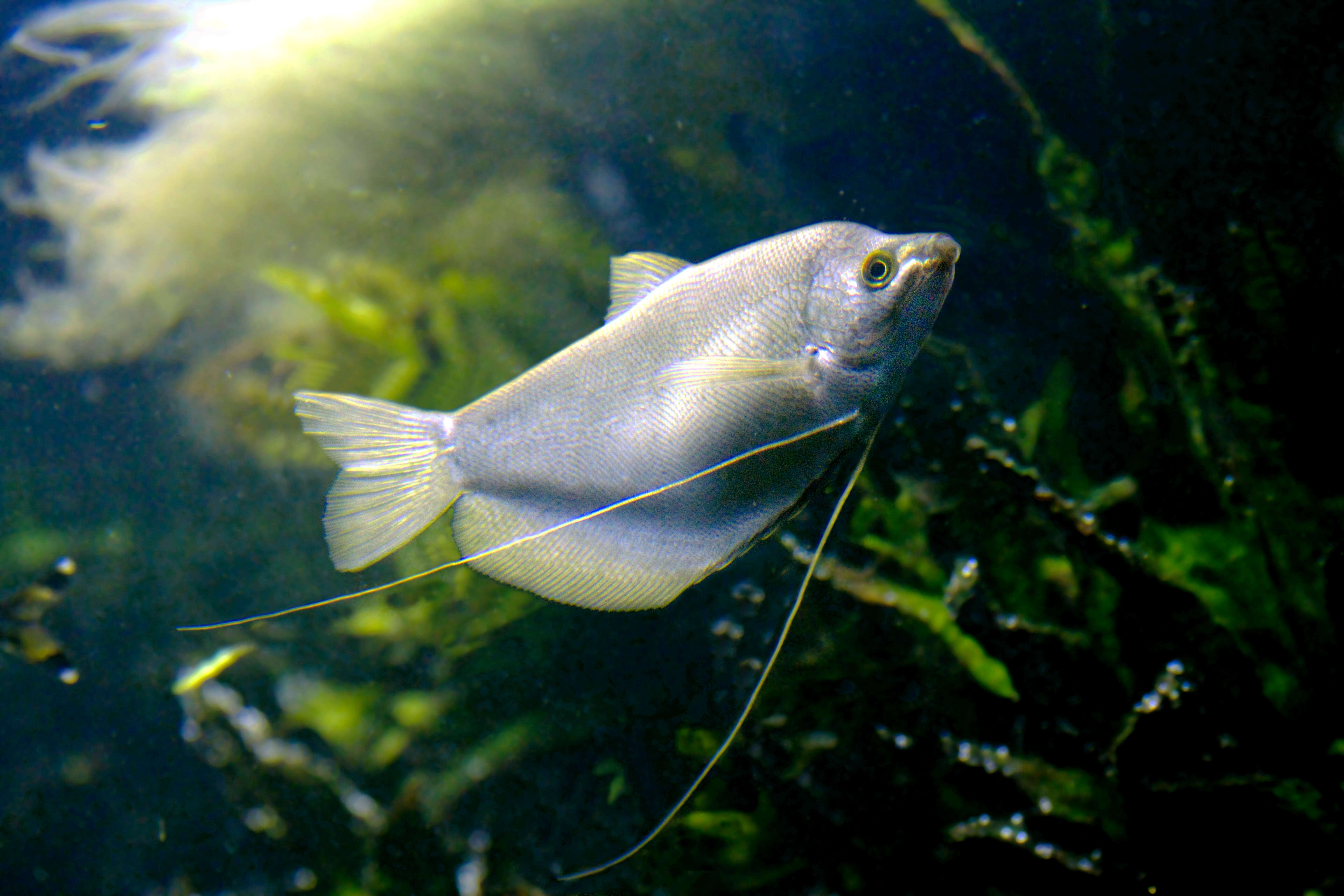 Image of moonlight gourami