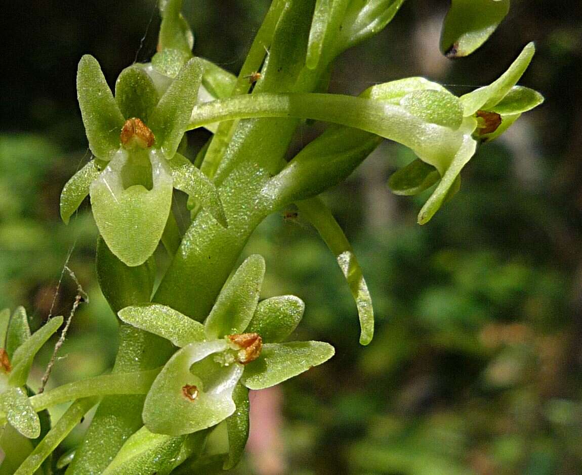 Image of Michael's rein orchid