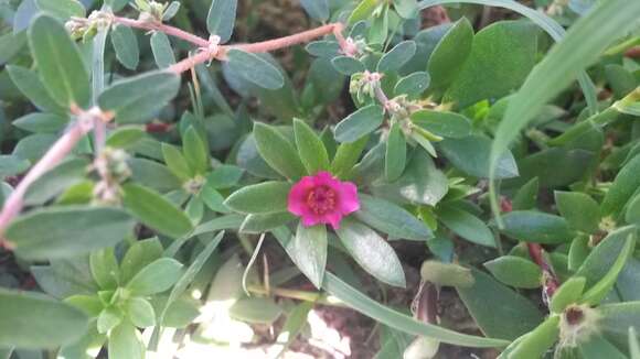 Image of Paraguayan purslane