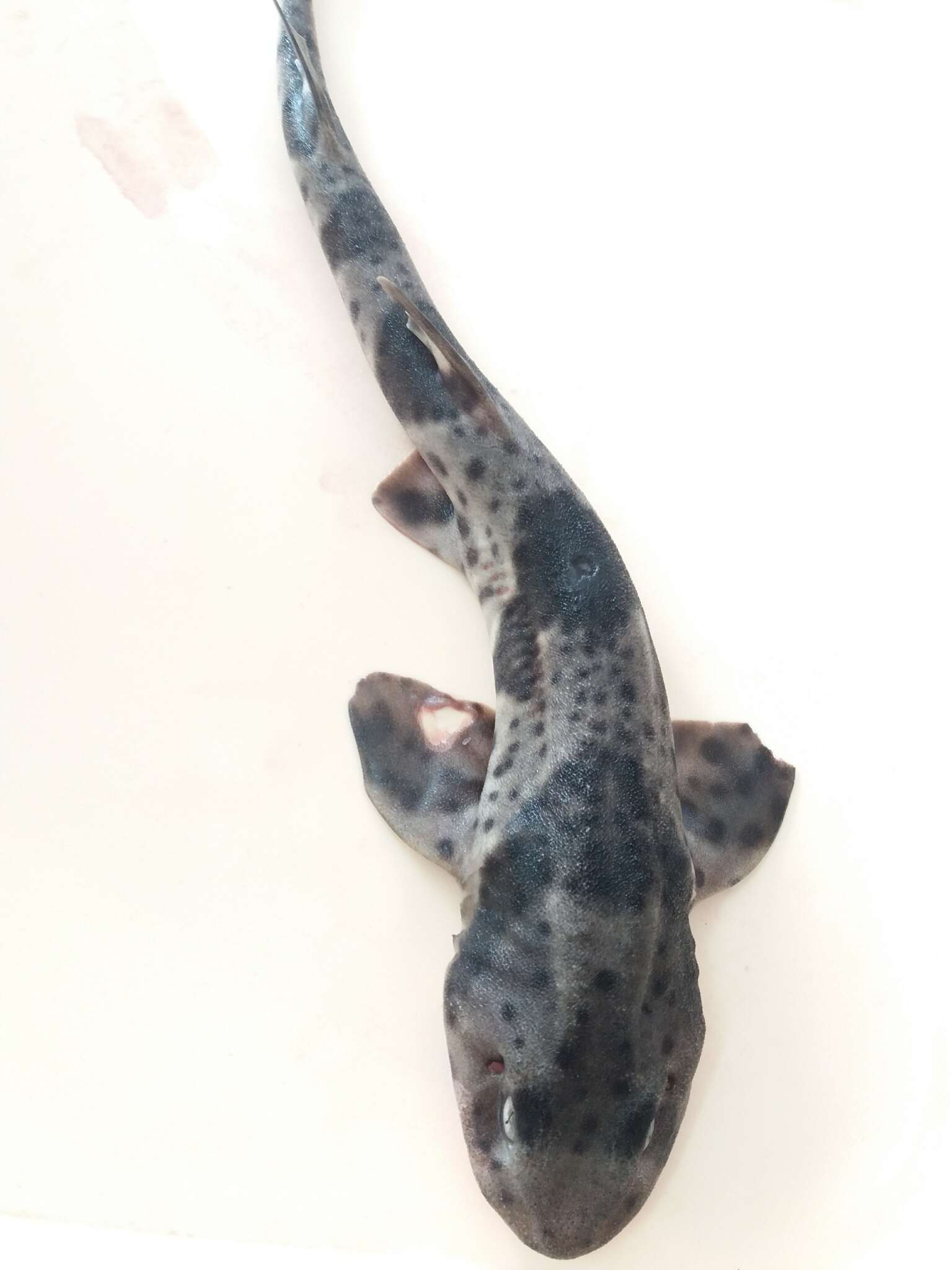 Image of Chilean Catshark