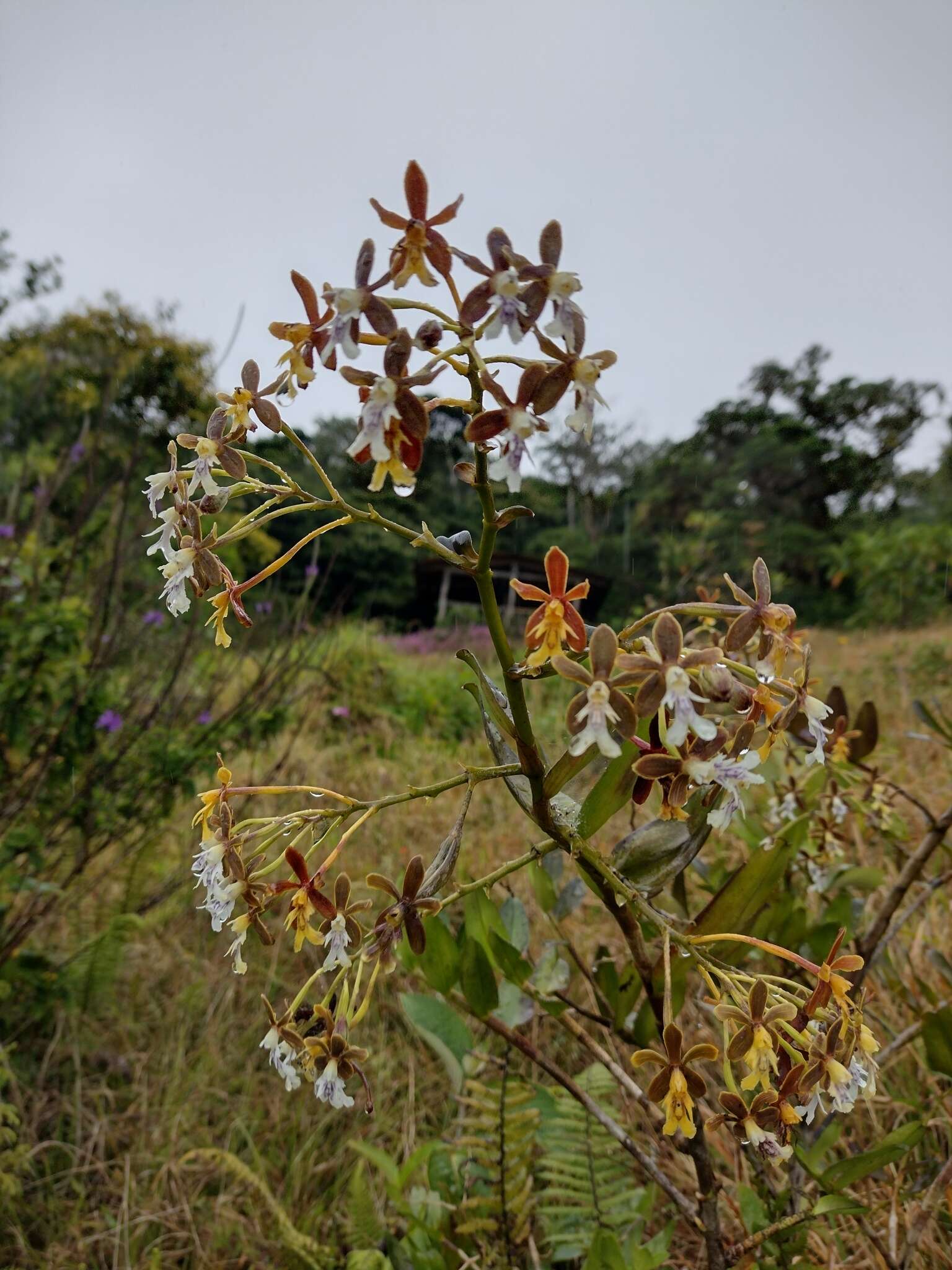 Image of Epidendrum exasperatum Rchb. fil.