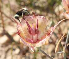 Calochortus fimbriatus H. P. McDonald resmi