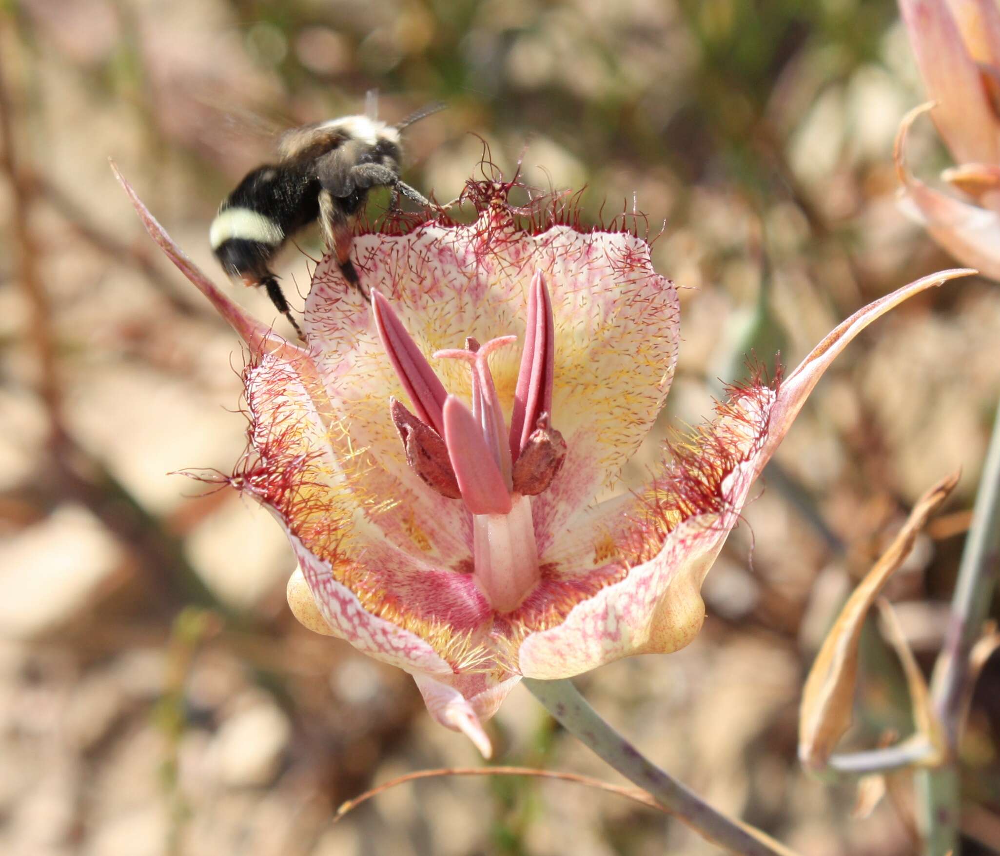 Calochortus fimbriatus H. P. McDonald resmi