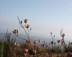 Calochortus fimbriatus H. P. McDonald resmi