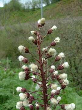 Image of pestilence wort