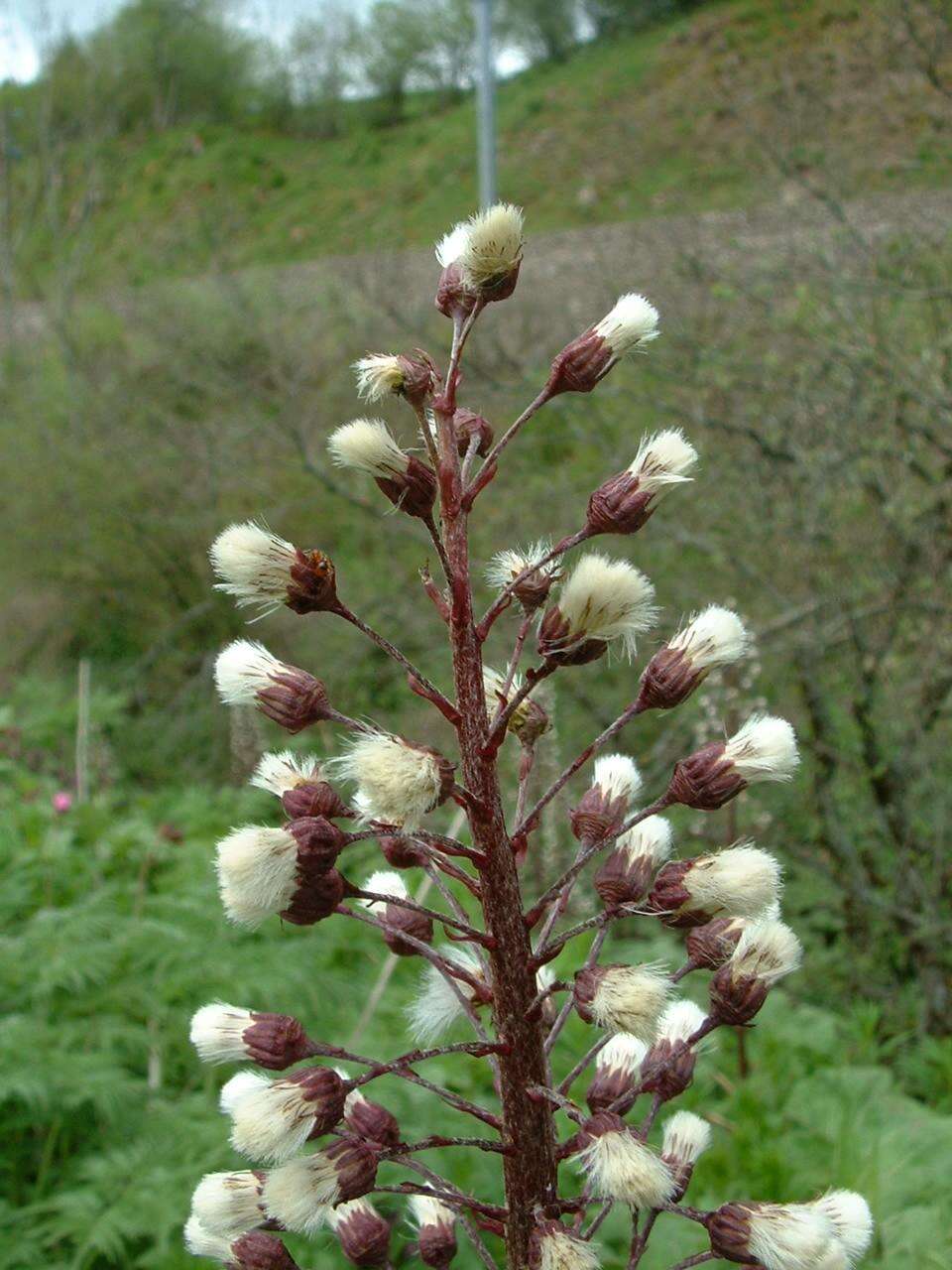 Image of pestilence wort