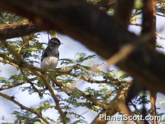 Image of White-bellied Tit