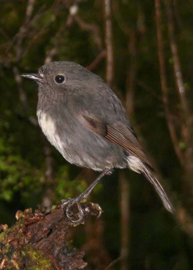 Image of New Zealand Robin