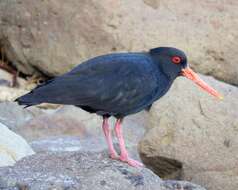 Image of Variable Oystercatcher