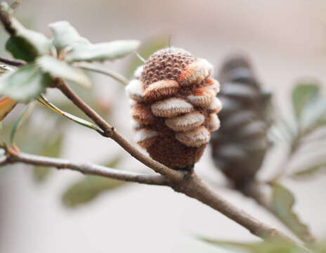 Image of Banksia saxicola A. S. George