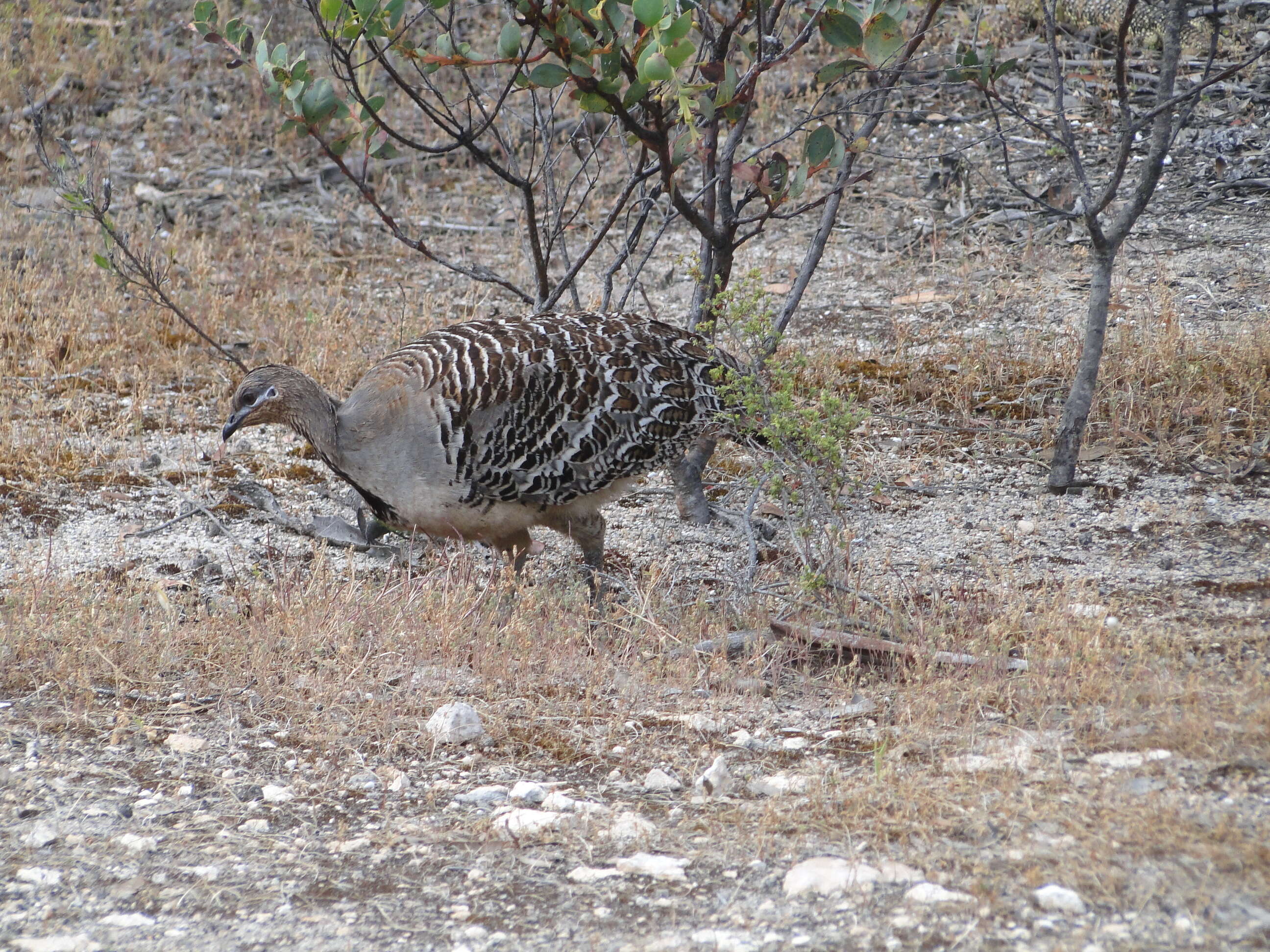 Image of megapodes