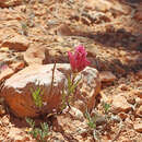 Image of Bryce Canyon Indian paintbrush