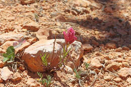 Plancia ëd Castilleja revealii N. H. Holmgren