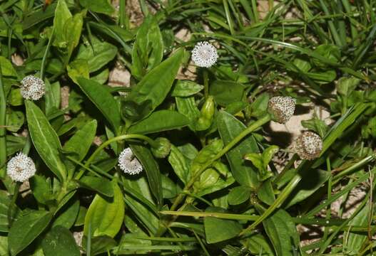 Imagem de Spilanthes urens Jacq.