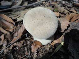 Imagem de Lycoperdon excipuliforme (Scop.) Pers. 1801