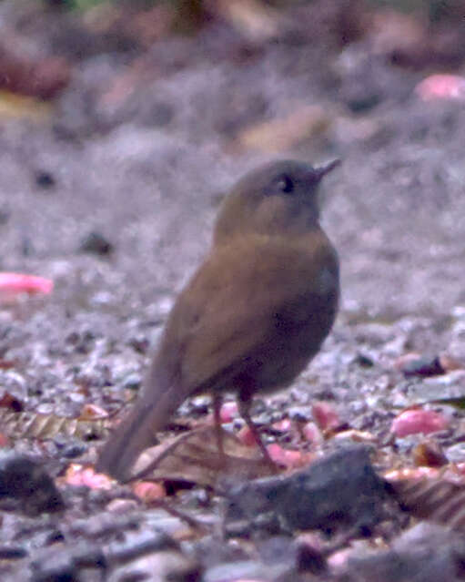 Image of Black-billed Nightingale-Thrush
