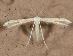 Image of Adaina simplicius (Grossbeck 1917)