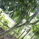 Image of Caryodendron orinocense H. Karst.
