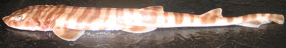 Image of Quagga Catshark