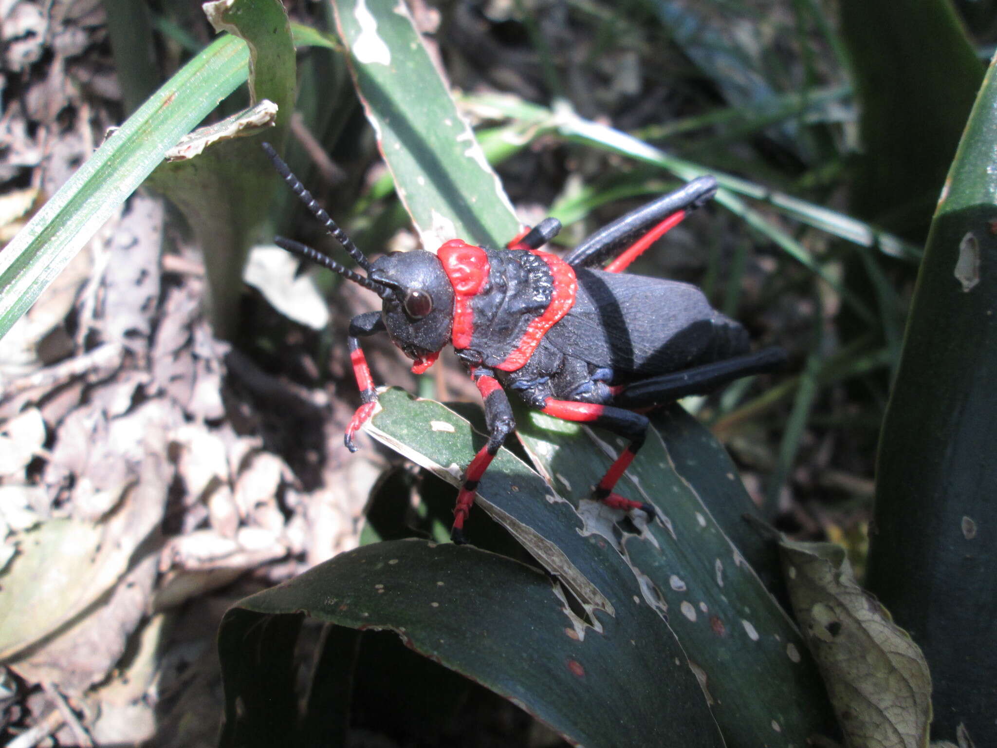 Plancia ëd Dictyophorus (Dictyophorus) spumans (Thunberg 1787)